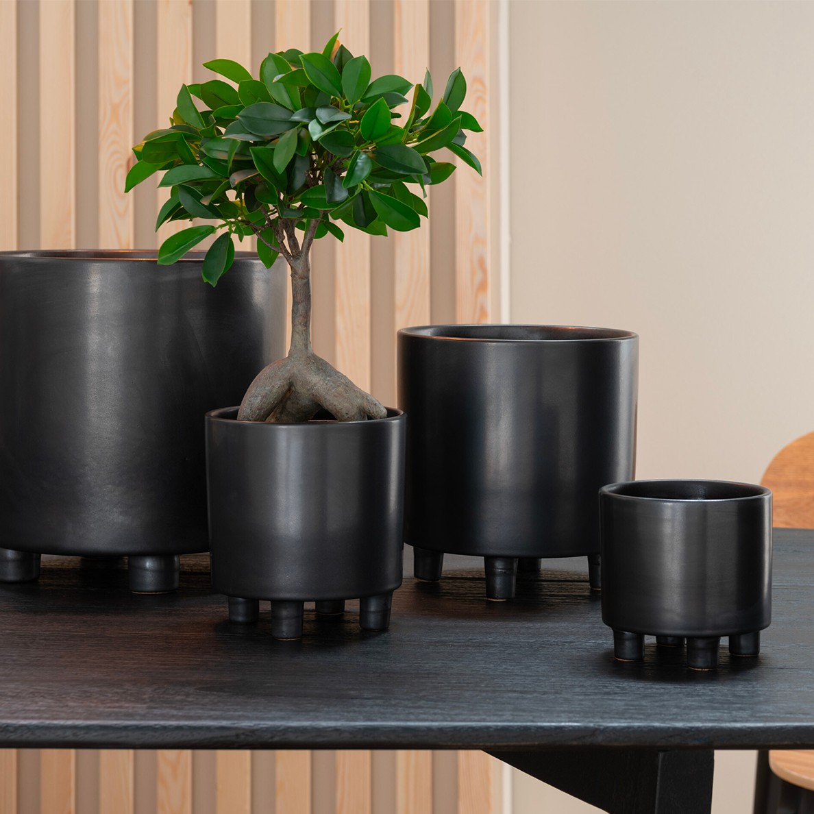 Arbre de Ginseng Ficus en Pot Plastique Vert/Noir Petit