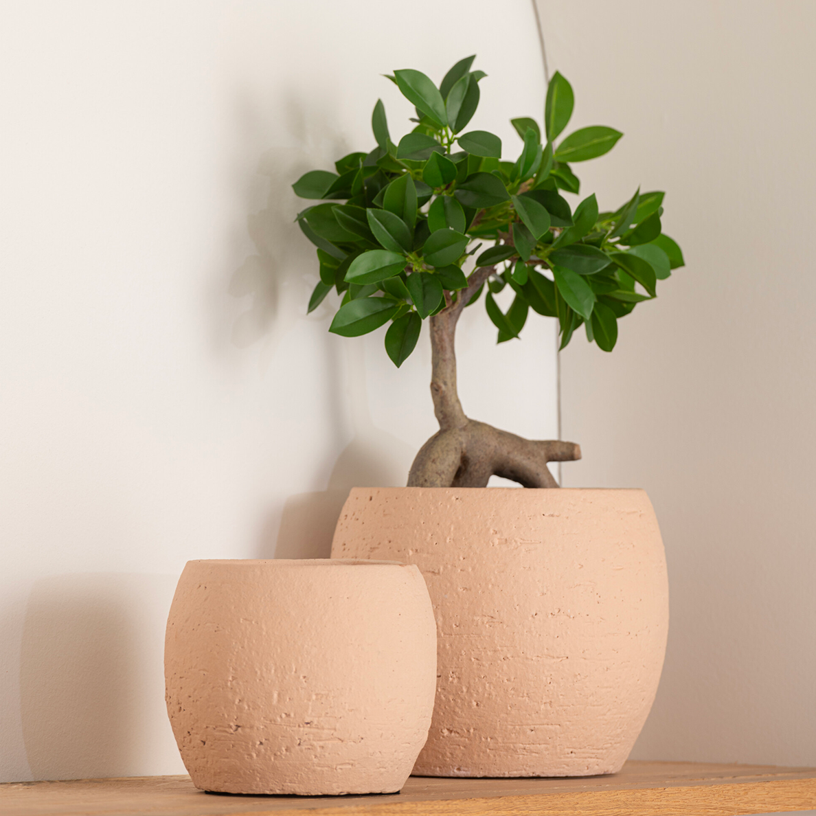 Arbre de Ginseng Ficus en Pot Plastique Vert/Noir Petit