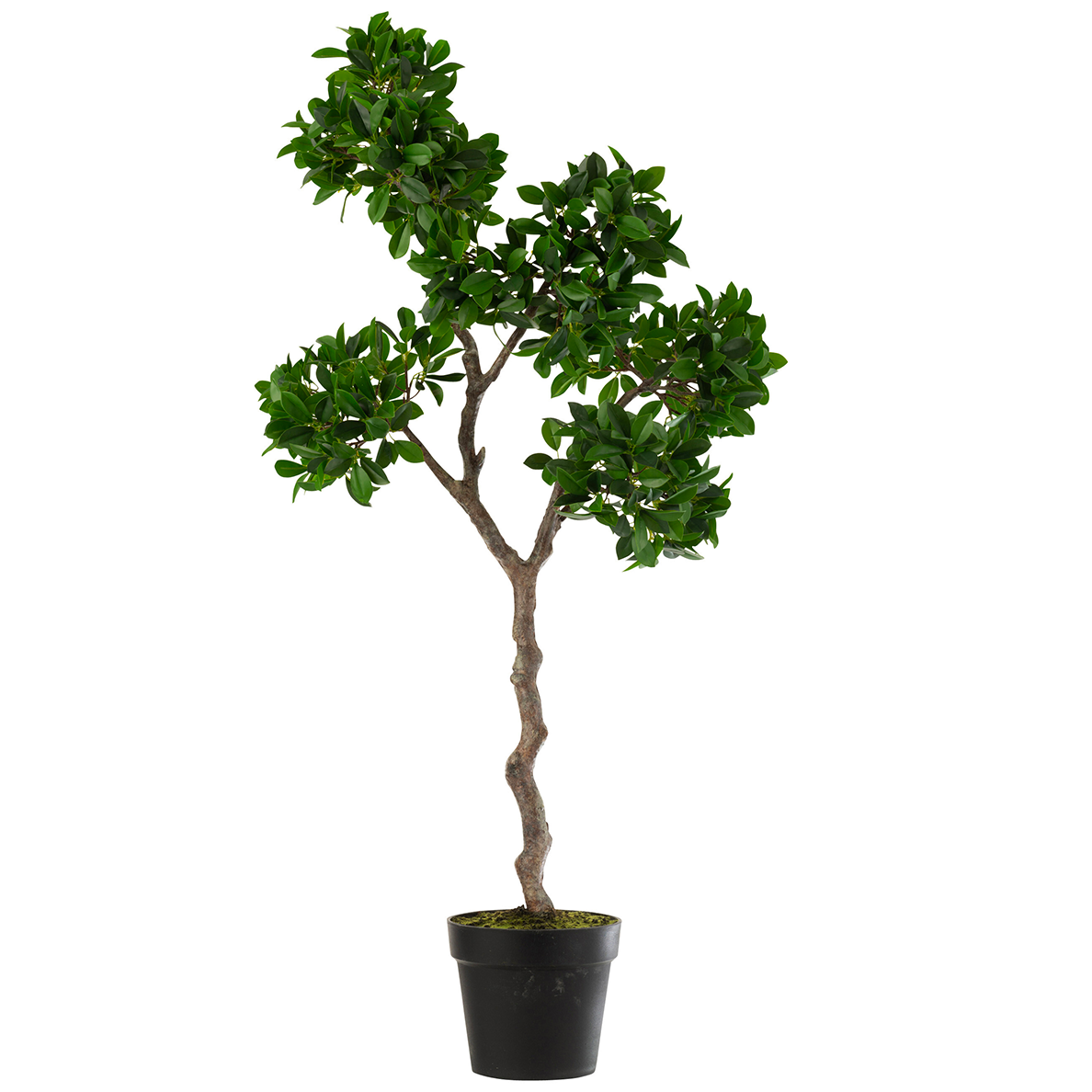 Arbre Ficus en Pot Plastique Vert/Noir Grand