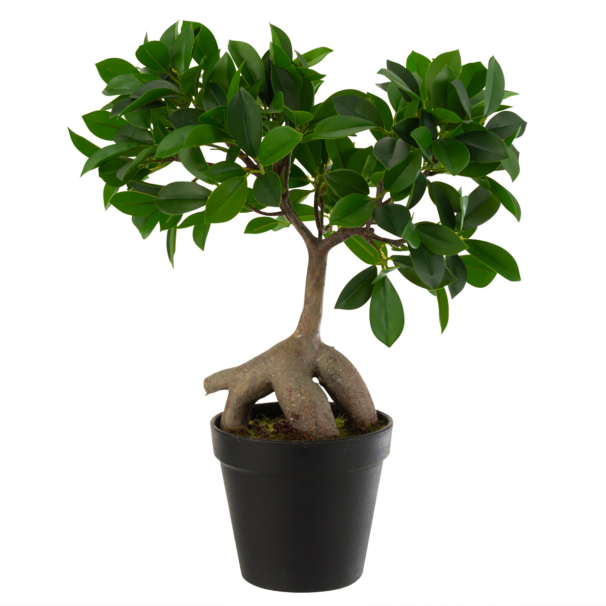 Arbre de Ginseng Ficus en Pot Plastique Vert/Noir Petit