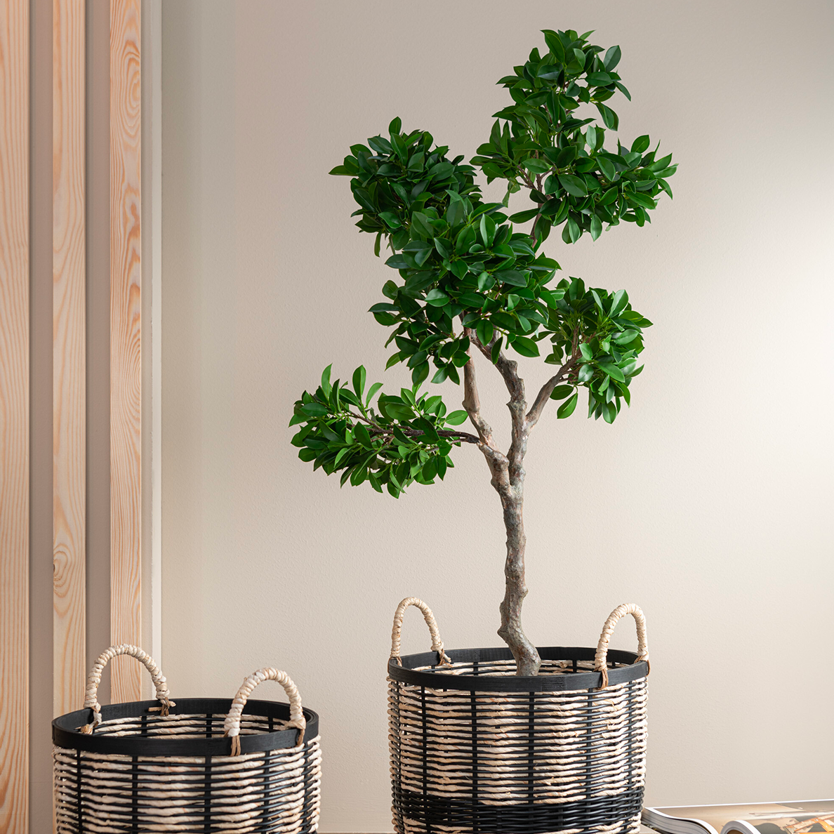 Arbre Ficus en Pot Plastique Vert/Noir Grand